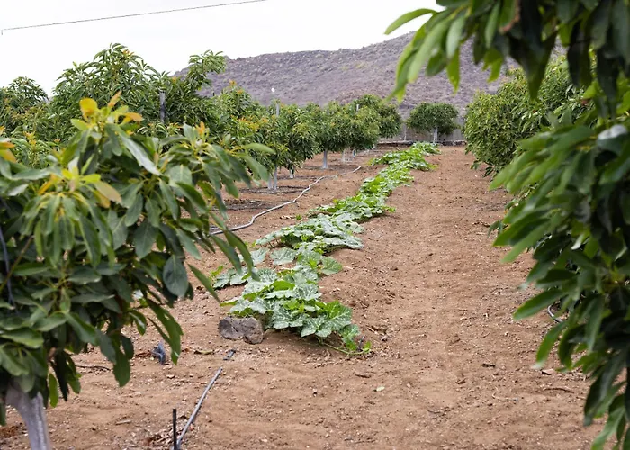 Villa Home2book Fantasy & Nature, Private Pool San Miguel de Abona